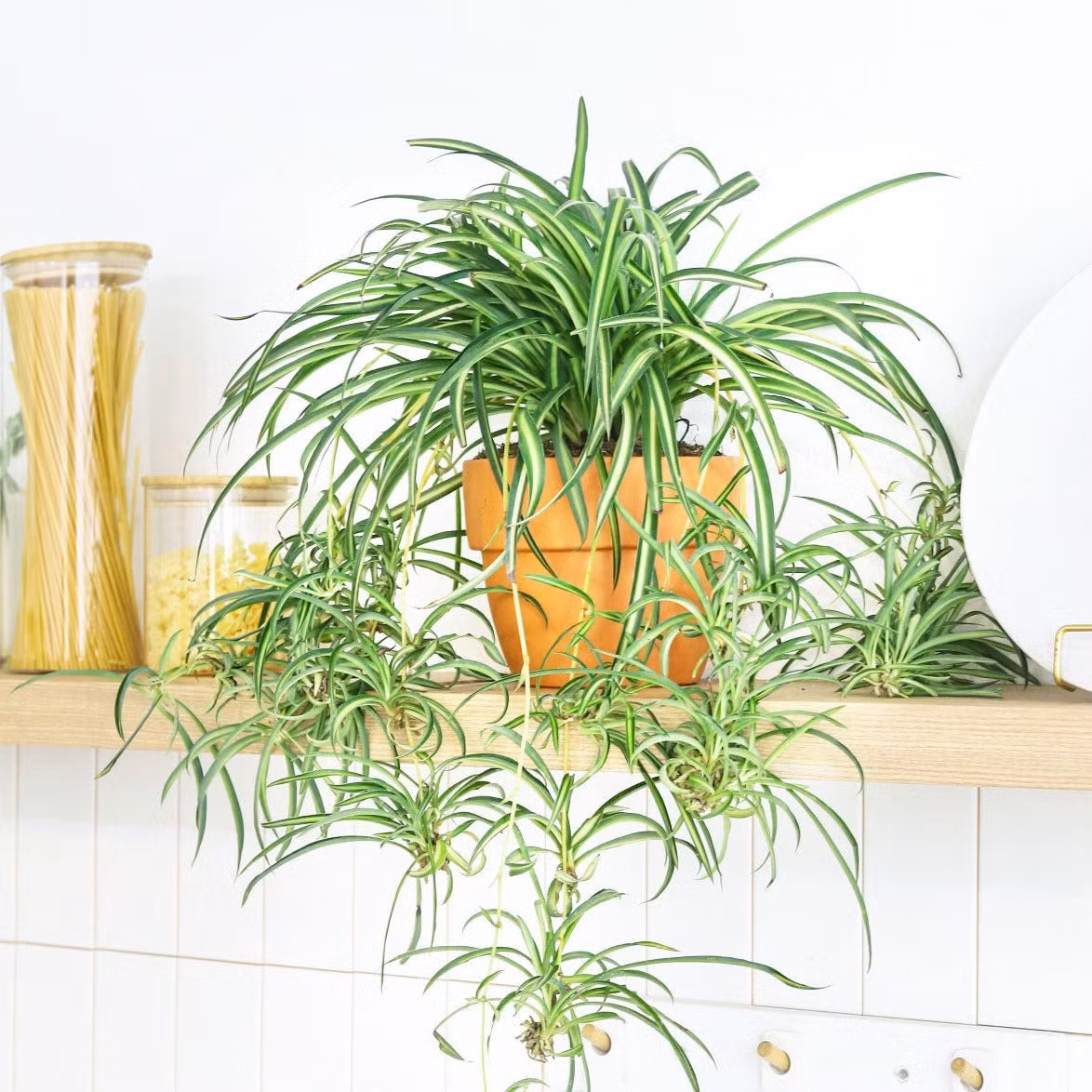Nếu bạn yêu cây cảnh hoa lá mà không thể trồng được cây thì đây sẽ là "nàng tiên nhỏ" cứu vớt bạn: Lan chi. Ảnh minh họa succulentsbox