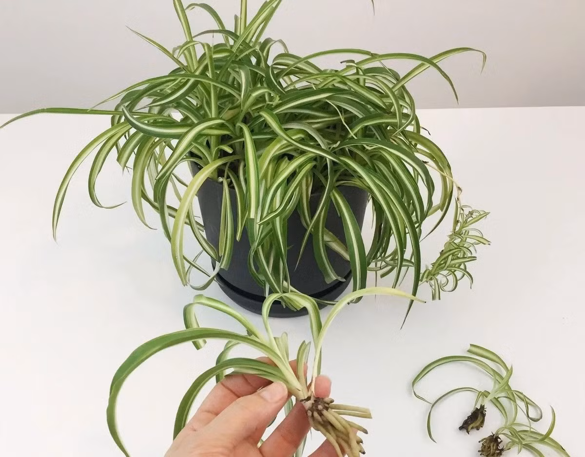  Những bông hoa có màu trắng hoặc vàng, thường mọc thành chùm 2-4 và đôi khi xuất hiện những cánh hoa màu tím. Chúng nở vào tháng 6 và tháng 7. Sau khi hoa nở, các chùm lá gần đầu thân sẽ dần phát triển thành cây non.