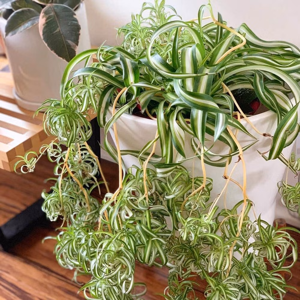  Đặc điểm lớn nhất của lan chi là cây trưởng thành sẽ có cuống hoa kéo ra khỏi lá, dài 30-60 cm. Thân kéo lá thành chùm ở đỉnh và tạo thành các cây con. Đặc điểm "sinh con" gắn liền với cây mẹ này khiến cho lan chi mang cái tên gọi khác như "gà mái", "ổ gà"... Ảnh minh họa Toutiao 