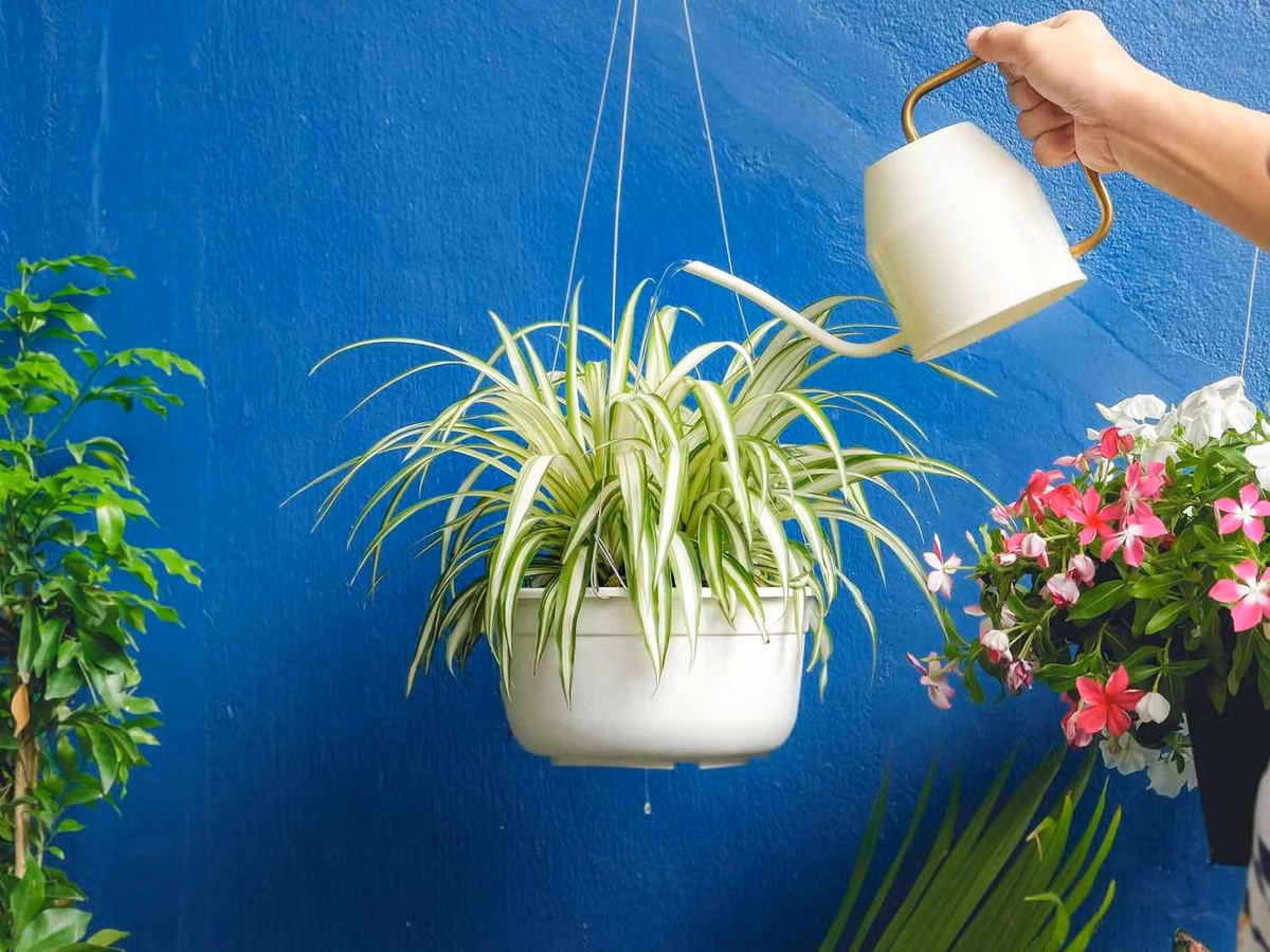 Cây cỏ lan chi hợp với người mệnh Thủy vì cây có màu xanh mướt, mang đến thành công, may mắn và tài lộc cho gia chủ. Ngoài ra, cây cỏ lan chi còn hợp với người tuổi Mùi. Cho nên bạn nào tuổi Mùi thì đừng e ngại khi trồng loại cây này vì sẽ đem đến cho bạn nhiều điều may mắn trong cuộc sống. 