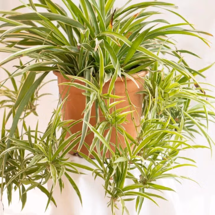  Ý nghĩa tên khoa học của cây cảnh lan chi đúng theo nghĩa đen. "Chlorophytum" có nghĩa là "cây xanh" và comosum có nghĩa là "túi" hoặc "lá". Chlorophytum comosum có nghĩa là lá xanh. Còn tên tiếng Anh cũng có nghĩa là cây nhện, cây nhện thường xanh, cây ruy băng... Ảnh minh họa simpler