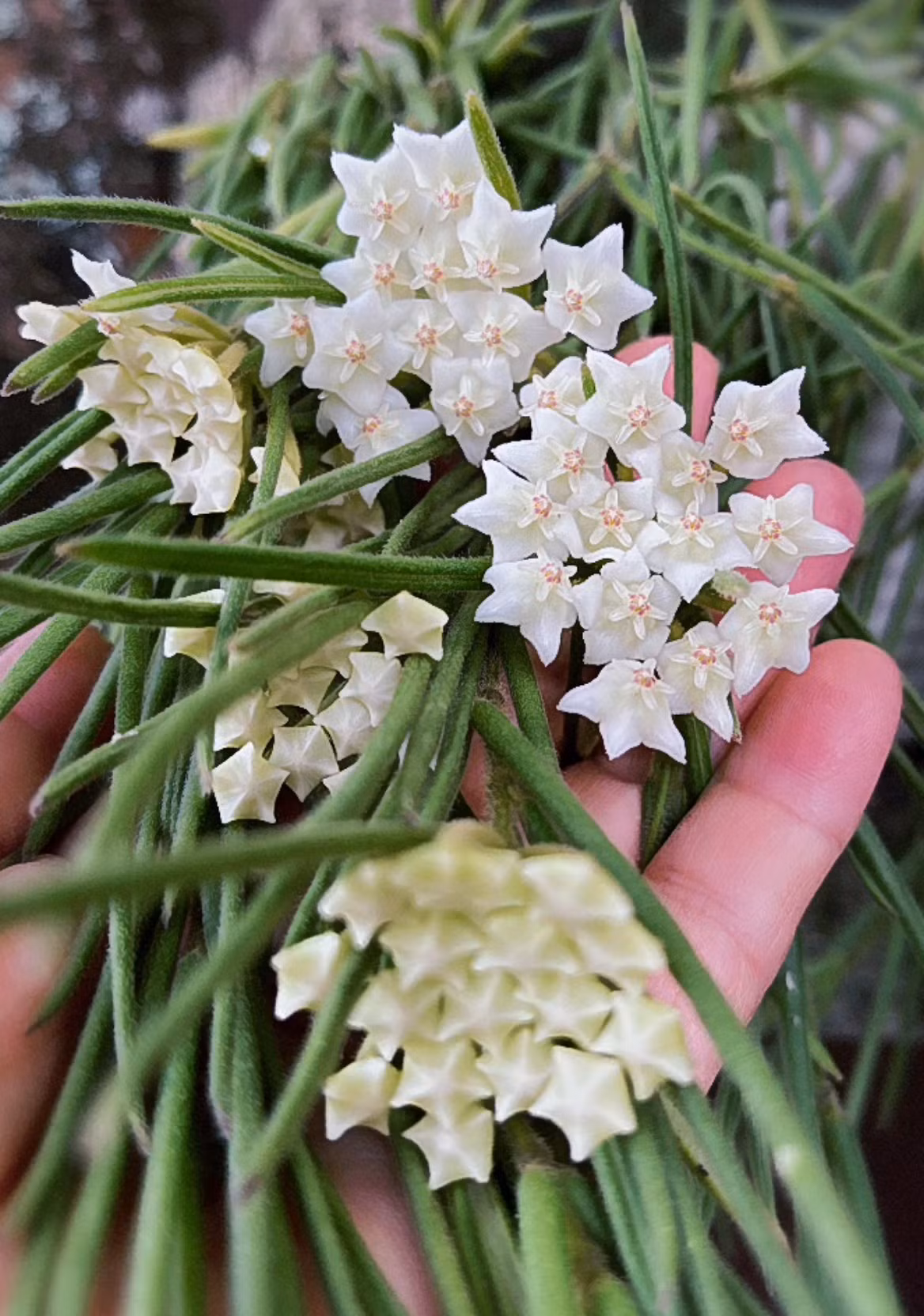Lá của nó dài và nhiều thịt, xanh quanh năm, ngay cả trong mùa đông, cây cảnh này cũng không rụng lá. Dù không nở hoa, chúng vẫn là những cây tán lá tuyệt vời để cho bạn chiêm ngưỡng.