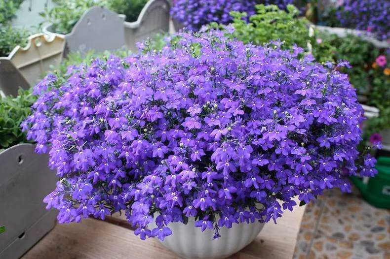 Cây cảnh này có nguồn gốc từ Nam Phi, là loài cây hàng năm hoặc lâu năm. Nó à giống cây thân thảo, thân thường nằm bò rũ mềm. Khi trưởng thành sẽ có chiều cao trung bình trong khoảng từ 15 – 20cm. Thân cây thường khá mềm, rủ xuống phía dưới, tạo thành những cành nhành nhỏ, mảnh. Ảnh minh họa Toutiao