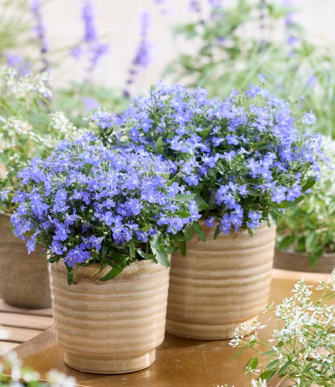 Thúy điệp hay còn gọi là hoa điệp thúy, lỗ bình cảnh, tên tiếng Anh là Lobelia, Annual lobelia, Edging lobelia hoặc Laguna flower, tên khoa học là Lobelia erinus thuộc họ Chuông (Campanulaceae).