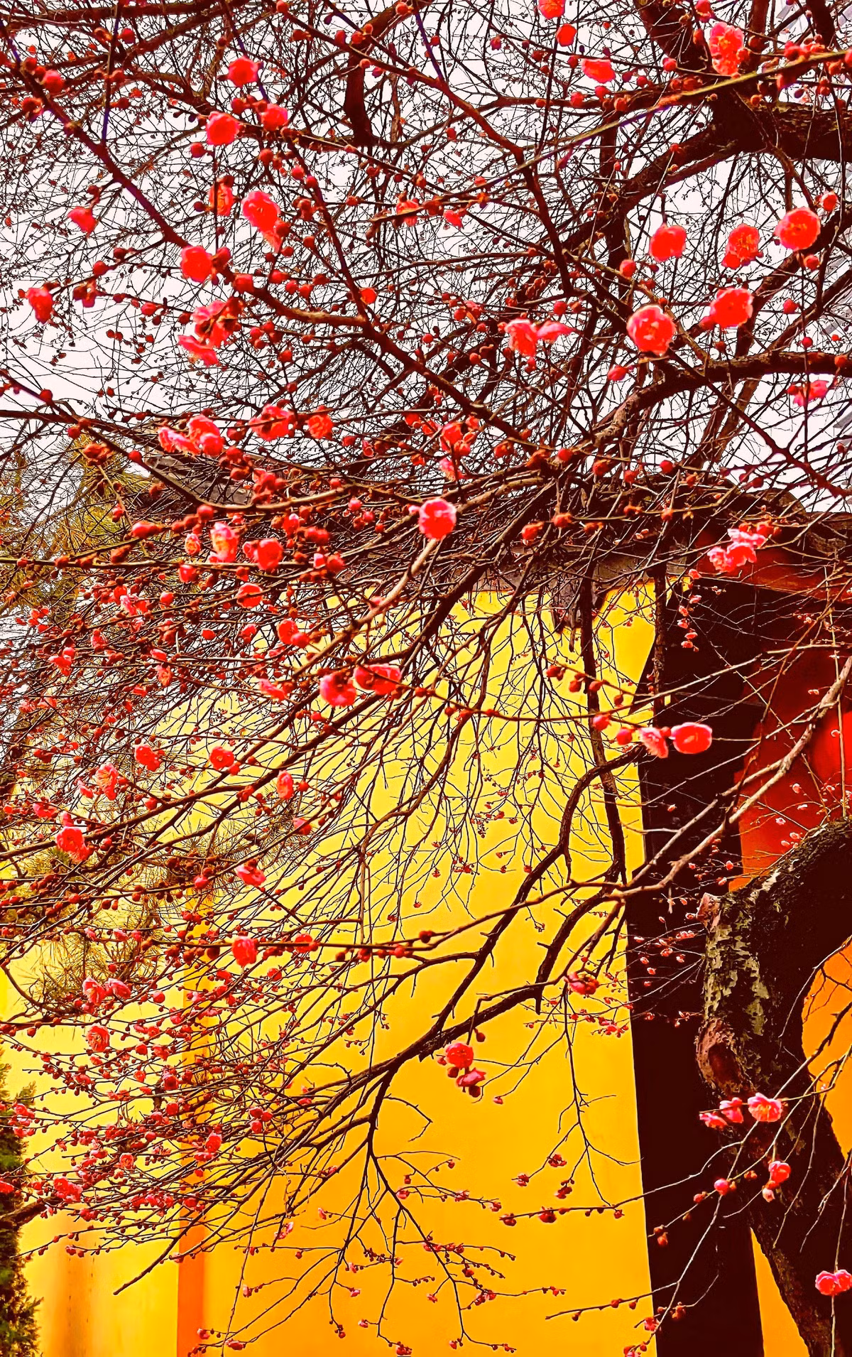  Cây cảnh này được gọi là mai, mơ, mơ ta, mơ Đông Á (tên khoa học là Prunus mume). Đây là một loài thuộc chi Mận mơ (Prunus) có nguồn gốc châu Á thuộc họ Hoa hồng (Rosaceae). Hoa mơ mai có loại bạch mai và hồng mai, có cánh đơn và cánh kép. Ảnh minh họa Toutiao