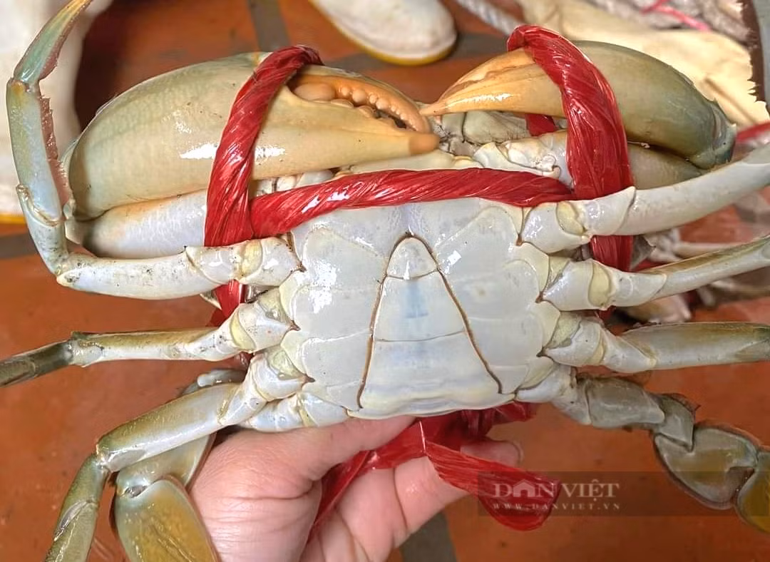 Cách chọn cua biển siêu ngon, chắc thịt bách phát bách trúng - Hình 4 Cach chon cua bien sieu ngon, chac thit bach phat bach trung-Hinh-4