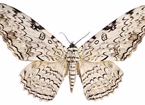 Sâu bướm phù thủy trắng (Thysania agrippina). Đây là loài sâu vô địch về độ sải cánh (dài tới 31 cm). Loài này sống chủ yếu ở Nam Mỹ, Trung Mỹ, Mexico và có thể là ở Texas. Màu và hình thù trên cánh cho phép nó ngụy trang khi đậu trên vỏ cây.