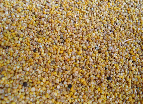 Hạt Quinoa. Loại hạt này có chứa nhiều dinh dưỡng. Nó thường chứa nhiều protein, nó có thể để được lâu trên tàu không gian.
