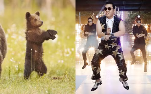 Những động tác của chú khiến mọi người liên tưởng tới điệu nhảy Gangnam của ca sỹ Psy. Clip có điệu nhảy này đã đạt kỷ lục 1 tỉ người xem trên Youtube.