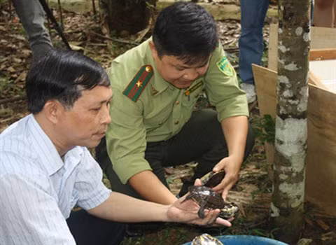 Nhận các cá thể rùa Trung bộ sáng 19/8 tại Vườn Quốc gia Cúc Phương.