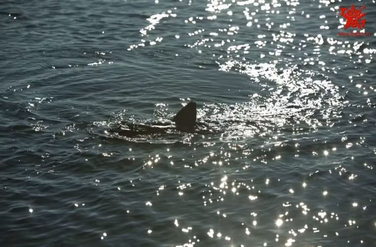 Trong ảnh GhostSwimmer đang hoạt động với chế độ độc lập ở vùng biển sâu.