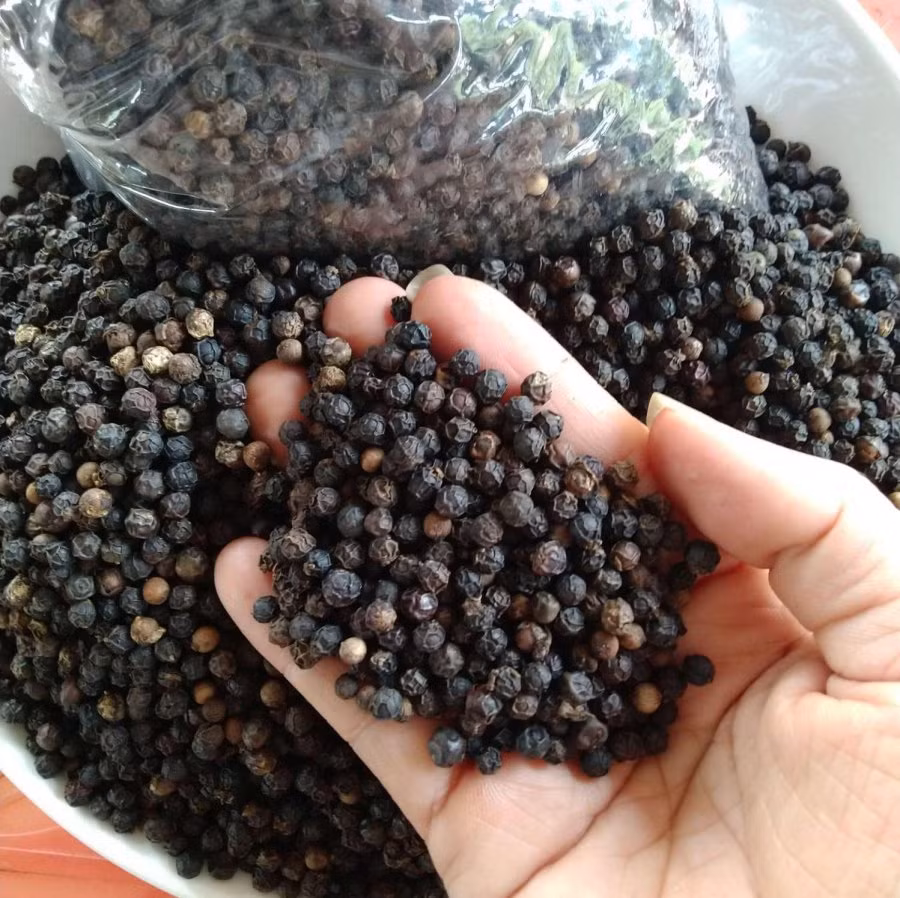 Gạo mua về hay bị mọt, làm theo cách này để lâu không sợ hỏng Gao mua ve hay bi mot, lam theo cach nay de lau khong so hong