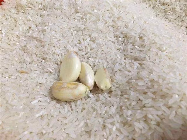 Gạo mua về hay bị mọt, làm theo cách này để lâu không sợ hỏng - Hình 2 Gao mua ve hay bi mot, lam theo cach nay de lau khong so hong-Hinh-2