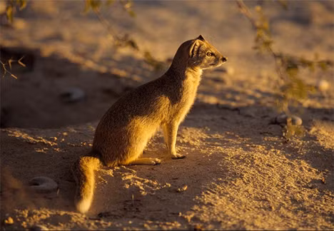 Chồn mongoose là một động vật nhỏ dễ thương và có nhiều người coi như vật nuôi. Tuy nhiên, trong tự nhiên nó là một sát thủ khá đáng sợ, nó ăn tất cả các loại côn trùng và động vật gặm nhấm. Trong thực tế, nó từng tấn công rắn hổ mang và giành chiến thắng.