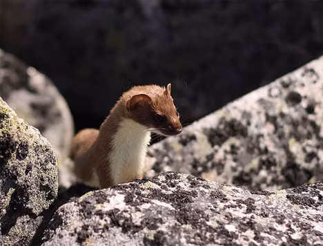 Phần đuôi của chồn Ermine vẫn có gam màu từ xám chuyển sang đen. Đó được coi là vũ khí giúp chồn dụ những chú chim đói bụng tưởng là một con mồi ngon lành sà xuống bắt và chồn Ermine sẽ tấn công và lấy làm thức ăn.