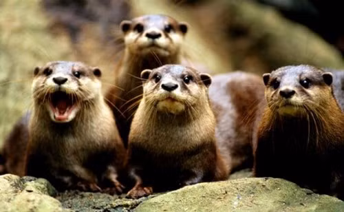 Chồn Mustelidae – Weasel (15 triệu năm trước). Tổ tiên trực tiếp của chồn hiện đại. Loài này là động vật ăn thịt, con mồi chủ yếu các động vật nhỏ hơn, bao gồm cả thỏ.