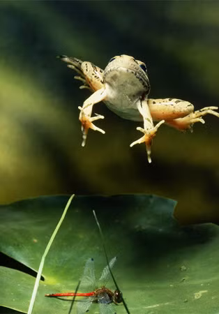 Bí quyết để ếch có khả năng nhảy xa như vậy nằm ở cơ bắp chân của nó, đó là bộ phận cực kỳ linh hoạt so với những động vật có vú khác. Trước khi nhảy, ếch đặt mình ở tư thế cúi kéo dài và kéo dài cơ bắp chân sau. Như vậy, những con ếch sẽ có năng lượng cơ học đáng kinh ngạc và cất bước để thoát khỏi các mối đe dọa tiềm tàng.