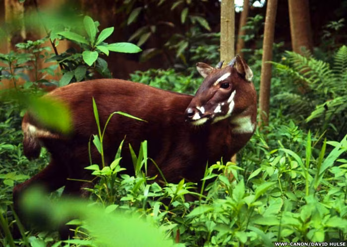 WWF cảnh báo rằng nạn săn trộm tại Việt Nam và Lào có thể khiến sao la, loài vật được mệnh danh là “kỳ lân châu Á”, bị tuyệt chủng.
