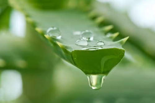 Tinh chất lô hội. Không chỉ điều trị mụn và những vết thâm nám, tinh chất lô hội dùng để massage mặt và tẩy trang rất hiệu quả. Với các dưỡng chất cần thiết cho da và thành phần lên đến 95% là nước nguyên chất, tinh chất lô hội tăng cường độ ẩm và giúp da hấp thụ dưỡng chất một cách tốt nhất. Bạn có thể đắp chúng lên mặt trong vòng 15 phút rồi rửa lại với nước.