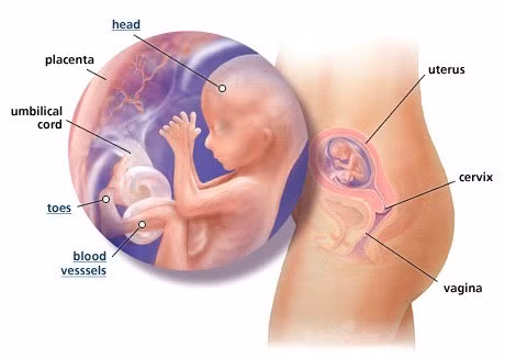 Ngoài ra, việc bà bầu tăng cân nhanh nhưng thai vẫn bị suy dinh dưỡng có thể do các nguyên nhân khác như thai nhi bị rau cuốn cổ, hoặc do tử cung người mẹ nhỏ không đủ không gian cho thai nhi phát triển.