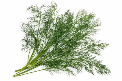Nước thì là. Thì là là một cây gia vị quen thuộc của người Việt Nam. Thì là được trồng khắp nơi trên nước ta nhưng chủ yếu lấy lá để ăn, làm thuốc chỉ dùng quả. Tuy nhiên, rất ít người biết được rằng cây thì là lại có tác dụng tăng tiết sữa tuyệt vời cho sản phụ và phụ nữ đang cho con bú.