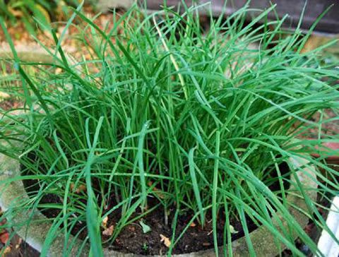 Lá hẹ. Dùng lá hẹ giã nhuyễn, đắp lên chân răng cũng là một trong những cách chữa sâu răng cho trẻ em theo kinh nghiệm dân gian được khá nhiều ông bố bà mẹ biết đến và sử dụng. Cách này cũng có thể giảm đau, kháng viêm và giảm sưng lợi cho trẻ.