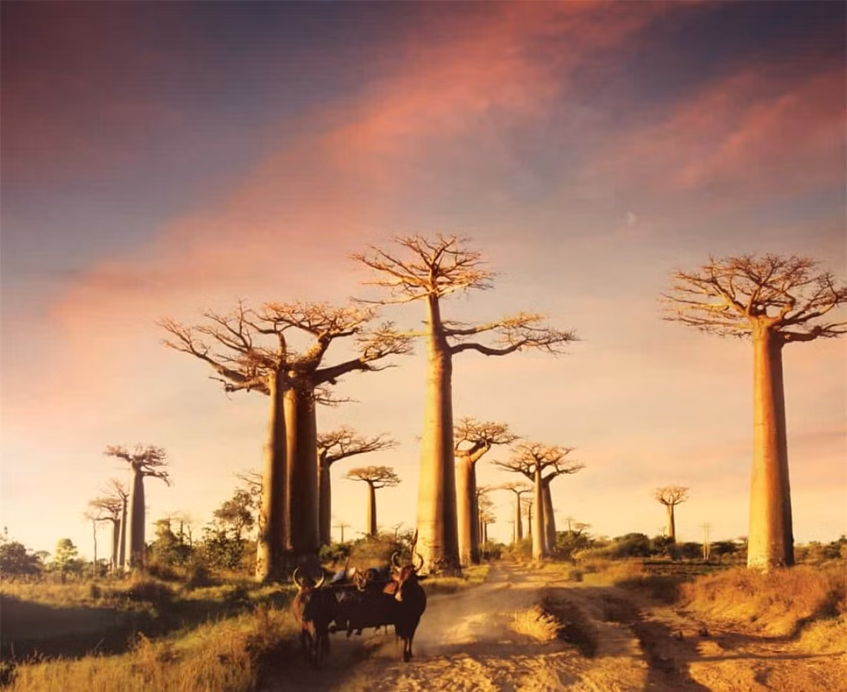 Bạn có thể thấy những cây bao báp với hình dáng độc đáo này ở Madagascar. Đã có nhiều du khách tới đây để được ngắm loài cây vĩ đại này.