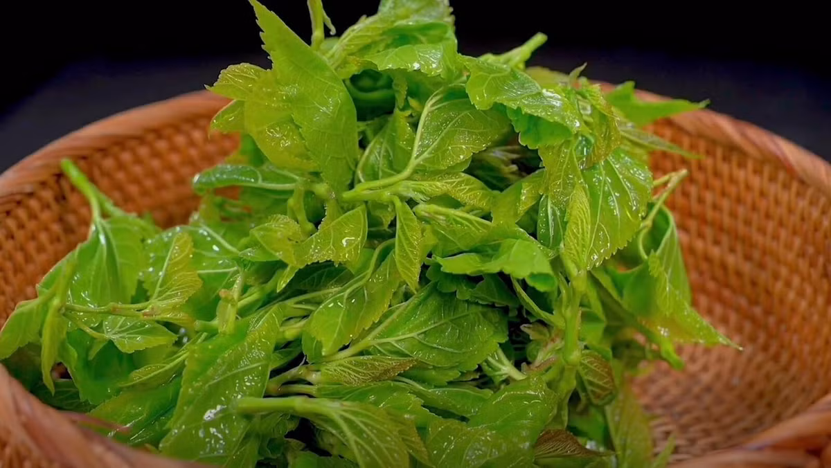Loai rau duoc vi nhu bau vat, giup giai nhiet, chong viem-Hinh-4