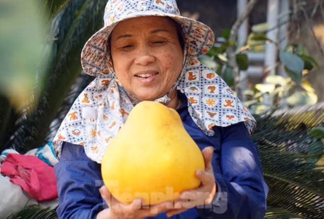 Những ngày cuối năm, nhiều chủ vườn bưởi "khổng lồ" tại xã Lâm Động (huyện Thủy Nguyên, TP Hải Phòng) hồ hởi chuẩn bị thu hoạch.