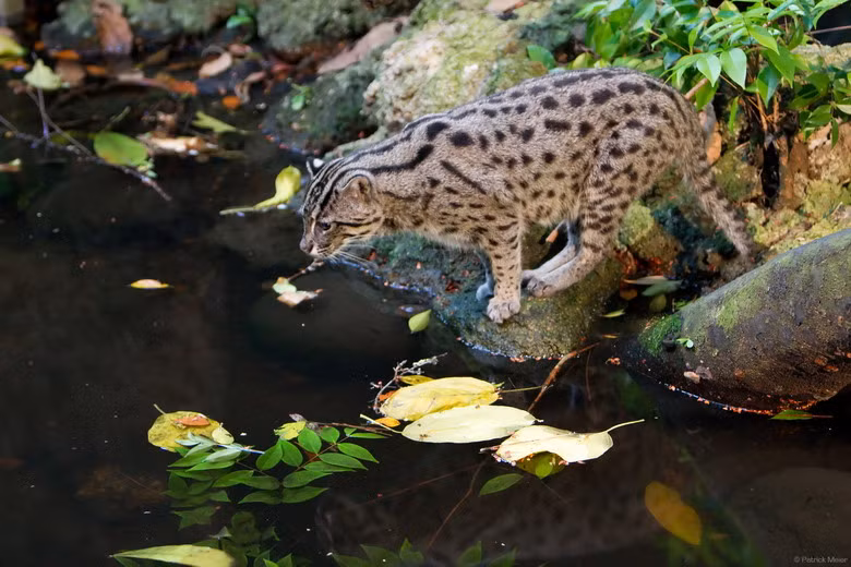 Mèo cá (Prionailurus viverrinus) có hình thể rất giống mèo rừng nhưng có kích thước lớn hơn. Điểm đặc trưng trong tập tính của loài mèo này là chúng ưa thích sống gần môi trường nước, bơi lội giỏi, săn cá, cua, ốc, chuột, chim… làm thức ăn. Chúng làm tổ trong các hốc đất đá, bụi rậm, hốc cây… Thời gian mang thai khoảng 63 ngày, mỗi lứa đẻ 1 - 4 con.