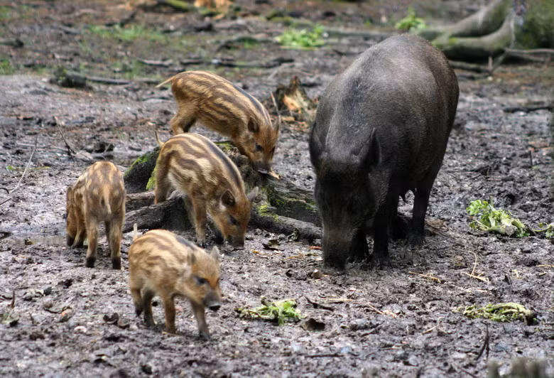 U Minh Thượng là nơi còn bảo tồn một quần thể lợn rừng (Sus scrofa) lớn ở nước ta. Những con vật móng guốc này nặng 40 - 200 kg, ngực nở, lông thô cứng màu đen xám, răng nanh thường phát triển to dài chìa ra ngoài môi như một thứ vũ khí tự vệ lợi hại. Lợn rừng sống theo đàn 5 - 20 con, kiếm ăn đêm, ngày nghỉ trong các bụi rậm. Chúng là loài ăn tạp, thức ăn gồm các loại củ, quả rừng, măng tre nứa và nhiều động vật nhỏ như nhái, ngoé, giun đất, ong..