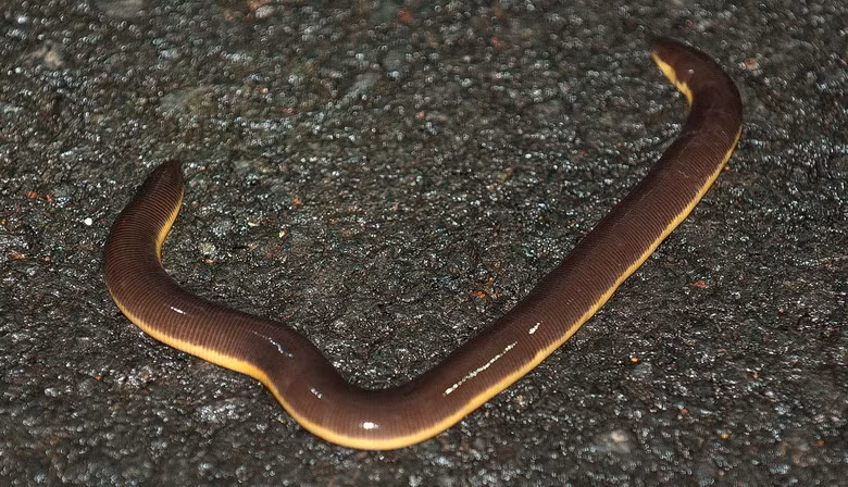 Ếch giun (Ichthyophis bannanica) là một loài vật kỳ lạ thuộc bộ ếch nhái không chân. Chúng có hình dáng giống hệt giun nhưng lớn hơn, thân dài từ 10 – 38cm, có mắt như hai chấm đen, mõm tương đối nhọn và có hàm rõ. Những con lưỡng cư này sống chui luồn trong đất ở độ sâu 20 - 30cm, ăn giun đất, đẻ trứng ở gần chỗ có nước, mỗi lứa chừng 30 quả. Con cái luôn cuộn lấy trứng để bảo vệ.