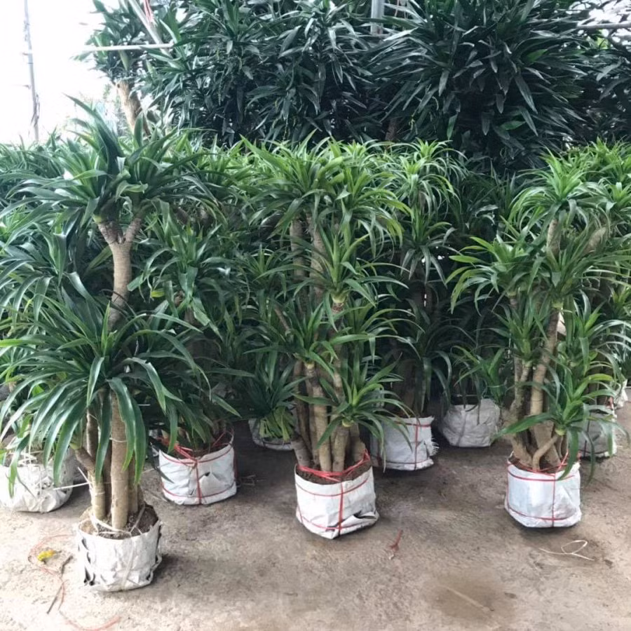 8 loại cây phong thủy trừ tà khí, mang tài lộc đến cho gia chủ - Hình 3 8 loai cay phong thuy tru ta khi, mang tai loc den cho gia chu-Hinh-3