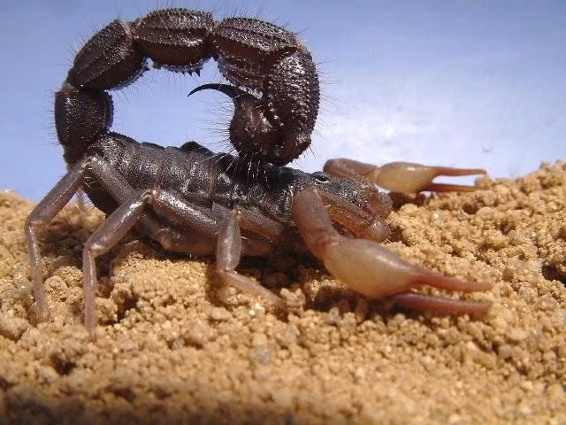 Bọ cạp Stalker có màu vàng nhạt, thường xuyên xuất hiện ở vùng Trung Đông và Bắc Phi. Nọc độc của chúng làm suy hô hấp. Những người mắc bệnh tim mạch hoặc dị ứng có thể chết chỉ vì một vết cắn của chúng.