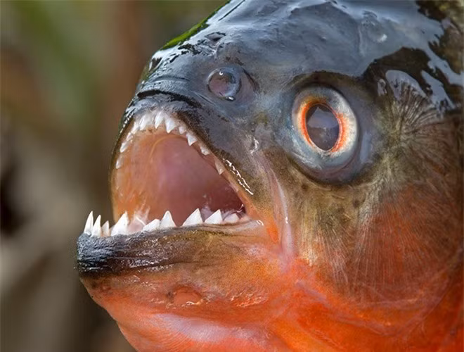  Cá Piranha (còn gọi là cá hổ, cá cọp, cá răng đao), là loài cá nước ngọt thuộc họ Hồng nhung Characidae, kích thước khoảng 15-26cm, sống thành từng đàn. Thức ăn của chúng là các loại thịt động vật, cá nhỏ, thậm chí cả thịt người. Loài cá này có thể tấn công bất cứ người nào nếu rơi vào đàn của chúng. 