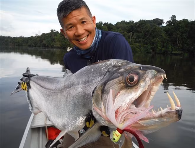  Cá ma cà rồng Payara, hay còn gọi là "Cá mè nanh sói" (tên khoa học Hydrolycus Scomberoides). Cá ma cà rồng là một loài cá săn mồi nước ngọt được tìm thấy nhiều ở Venezuela và trong lưu vực sông Amazon. Với sự hung hăng và bộ răng kỳ dị, cá Payara được mệnh danh là loài cá nước ngọt nguy hiểm nhất thế giới 