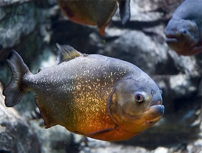  Cá Piranha sống ở vùng Piranha trên sông Amazon (Nam Mỹ). Đây được xem là một trong những loài "thủy quái" nguy hiểm nhất của sông Amazon. Điểm đặc trưng của Piranha là sở hữu những chiếc răng hình tam giác, sắc như dao cạo, lực cắn có thể lên tới 30 lần trọng lượng của cơ thể chúng. 