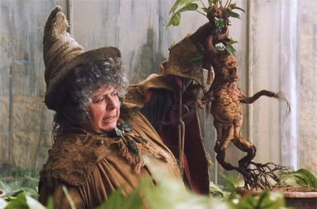 5. Mandrake: Đây là trường hợp hiếm hoi về một truyền thuyết không phải kể về một sinh vật mà là một cái cây. Cây Mandrake được tìm thấy ở vùng Địa Trung Hải. Chúng có bộ rễ giống hệt như mặt người. Tương truyền khi cây được đào lên, tiếng hét của nó có thể giết bất cứ ai nghe thấy. Những người hâm mộ Harry Potter chắc chắn sẽ nhớ đến sự xuất hiện của cây Mandrake. 