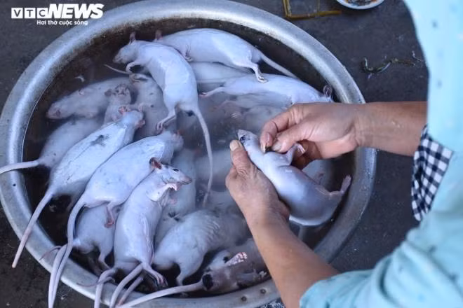 Sau đó, những "người thợ" khẩn trương bắt tay vào công đoạn sơ chế. Ông Nguyễn Quý Hưng (đội 1, thôn Bắc, xã Cổ Dũng) cho hay, sau khi đổ nước sôi để làm lông, chuột được cạo sạch lông trước khi rửa sạch, lau khô, giao cho khách hoặc thui rơm tùy theo yêu cầu của khách hàng.