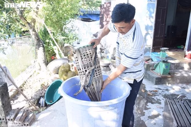 Từng mẻ chuột được đổ vào thùng để chuẩn bị sơ chế. Nhóm 5 người đi bắt chuột nhà bà Lý ai cũng có thâm niên trên 20 năm gắn bó với công việc này.