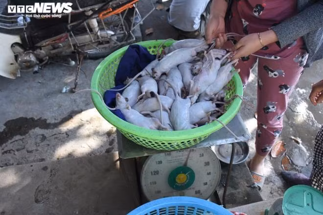 Chủ một nhà hàng ở huyện Kim Thành cho biết, mỗi lần chị thường lấy gần 10kg thịt chuột ở nhà bà Lý, đảm bảo thịt chuột tươi ngon, thơm, chuột béo. Cũng theo vị này, khách tới nhà hàng của chị thường ưa thích các món chế biến từ thịt chuột là rán, luộc, hầm, làm giả cầy.