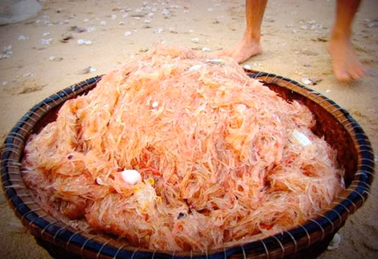 Ruốc biển (người miền Bắc gọi là con moi) là loài tôm nhỏ xíu, có nhiều ở biển Nhật Lệ, ngon nhất vào tháng 6. Ruốc có thể được chế biến theo nhiều cách khác nhau như ruốc lạt, mắm ruốc… đều là những món ăn có hương vị đậm đà, đậm chất Quảng Bình.