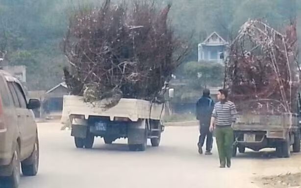 Xe đào công sánh vai với xe đào tư.