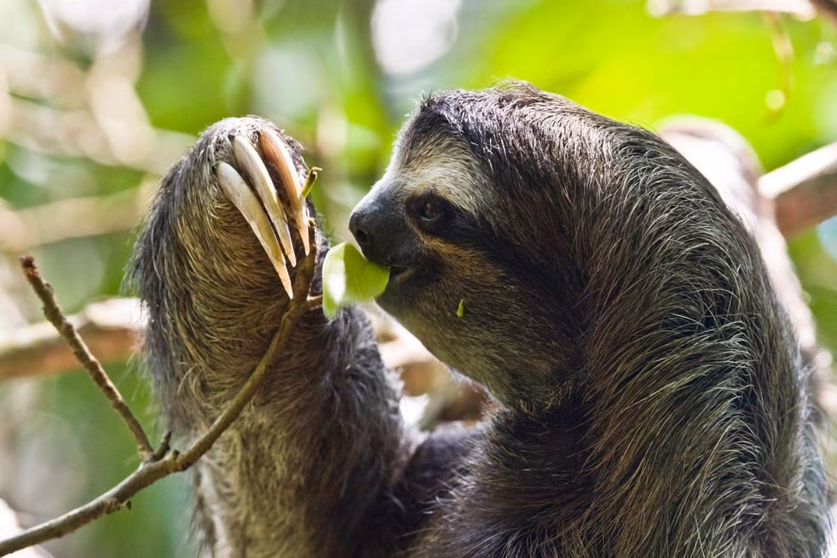 Lười họng nâu (Bradypus variegatus) dài 42-80 cm, cư trú trong các cánh rừng Trung và Nam Mỹ, là loài phân bố rộng nhất trong họ Lười ba ngón. Con cái của loài này thu hút con đực bằng tiếng thét inh tai.