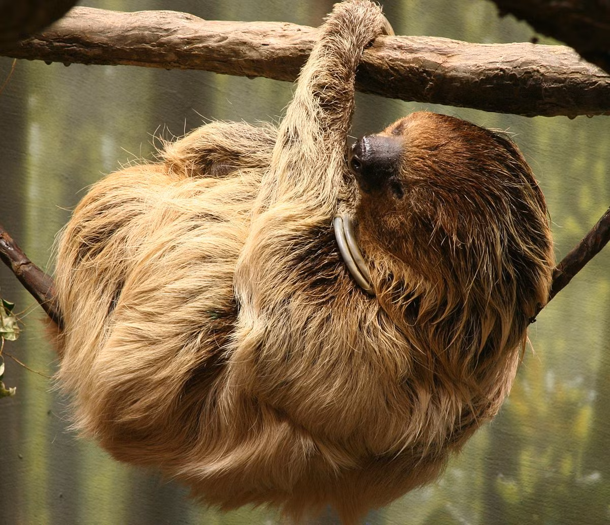 Lười hai ngón (Choloepus didactylus) là loài bản địa trong rừng rậm Nam Mỹ. Không giống lười ba ngón, chúng chỉ có hai ngón ở chân trước và không có đuôi, khi trèo xuống đất thường chúc đầu xuống trước. Lười hai ngón bơi rất giỏi, thậm chí vượt được sông.