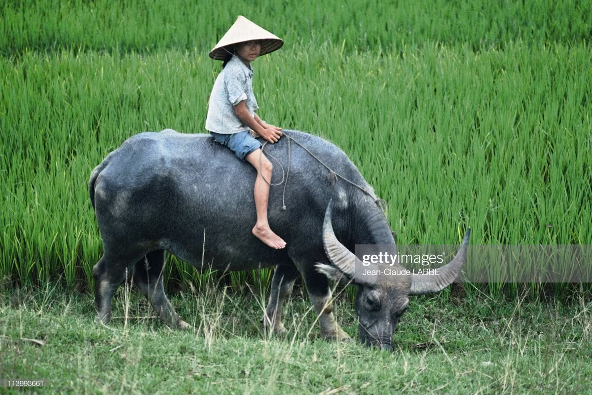 Chú bé ngồi trên lưng trâu.