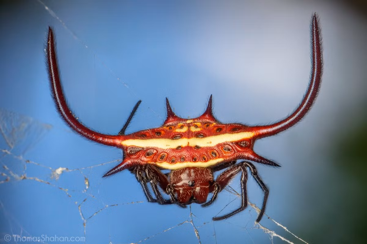 Nhện gai hình cua (Gasteracantha cancriformis) dài 2-9 mm, là một loài nhện có gai tự vệ phân bố ở miền Nam nước Mỹ và khu vực Caribbean. Loài nhện này chăng mạng theo các vòng tròn đồng tâm. Chúng có màu sắc và kiểu gai đa dạng.