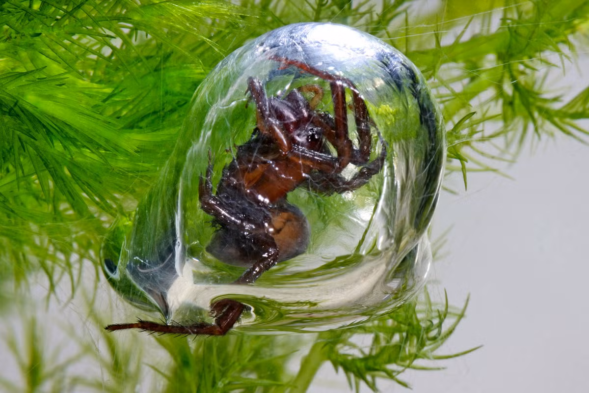 Nhện nước (Argyroneta aquatica) dài 0,8-2 cm, sống trong các ao hồ ở lục địa Á - Âu, là loài nhện thủy sinh duy nhất được biết đến. Chúng tạo ra các buồng chứa khí dưới nước và ăn các con mồi, gồm cả cá nhỏ, trong các buồng đó.