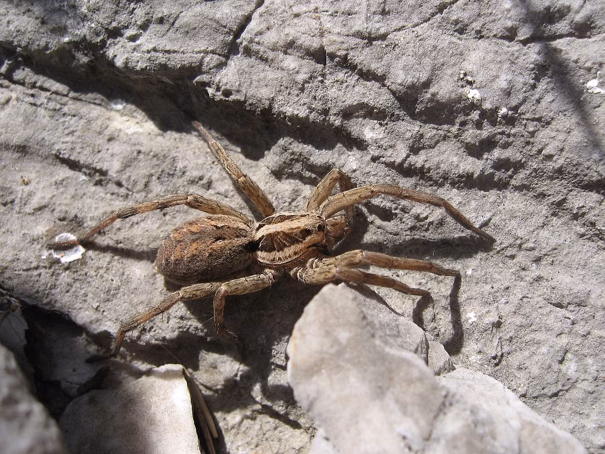 Nhện sói Tarantula (Lycosa tarantula) dài 2-2,7 cm, là loài nhện Tarantula chính thức duy nhất: Một thành viên lớn trong họ nhện sói có nguồn gốc từ khu vực Địa Trung Hải thuộc châu Âu. Chúng thường bị nhầm với các loài nhện săn chim nhiều lông.
