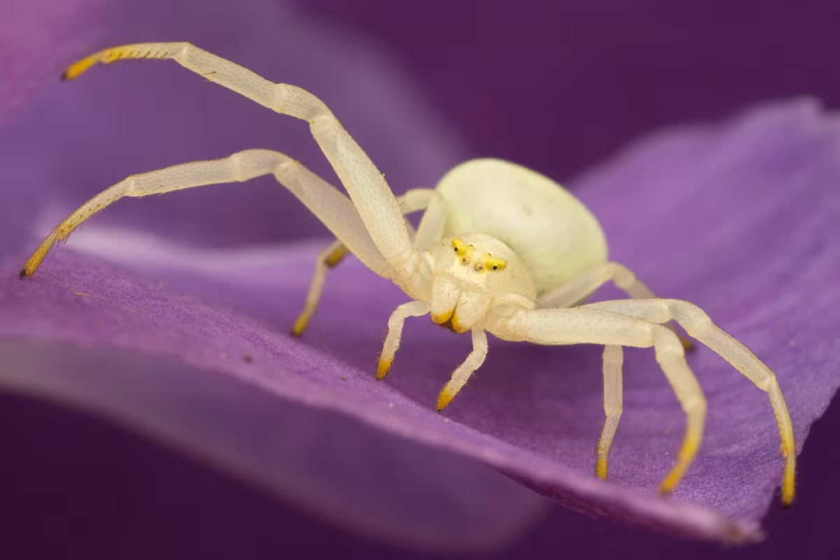 Nhện cua hoàng hoa (Misumena vatia) dài 3-11 mm, phân bố rộng ở Bắc bán cầu. Con cái của loài nhện này có thể thay đổi màu sắc cơ thể từ trắng sang vàng để ngụy trang trong các bông hoa, nơi chúng phục kích những con côn trùng nhỏ đến hút mật.